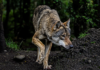 Wilki zaatakowały pod Elblągiem