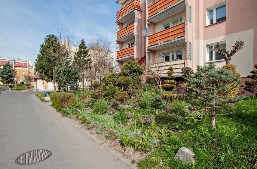 Elbląg, Zieleń, jak mówią mieskańcy, zasadzono w 1996 roku Elbląg, Zieleń, jak mówią mieskańcy, zasadzono w 1996 roku