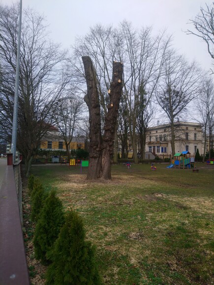 Walka o drzewa w Elblągu