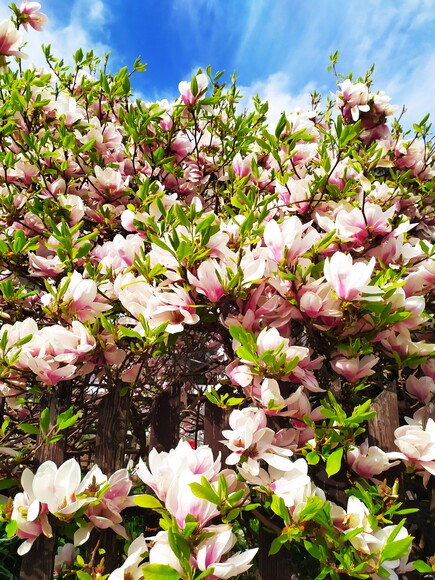 Wiosna cieplejszy wieje wiatr, wszystko kwitnie wkoło i ja i ty.. Przepiękne kwiaty magnolii na jednej z ulic Elbląga. Szkoda,że tak krótko i intensywnie kwitnie. Na jesieni znowu zakwitnie ale będzie o wiele mniej kwiatów.