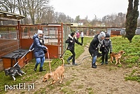 Bieg na sześć łap już w sobotę