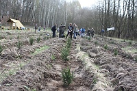 Elblążanie posadzili 700 choinek