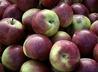 Jabłko – słodki owoc jesieni
