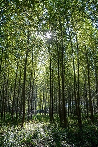 Leśne plantacje  (Opowieści z lasu, odc. 205)