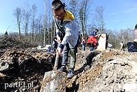 Zasadzili dwa tysiące nowych drzew