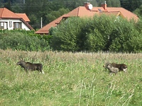 Odwiedziny leśnych gości