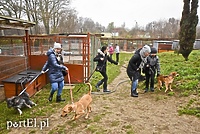 Pobiegli ponownie na sześć łap