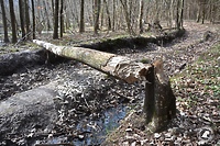 Porządkowanie drzew na szlaku turystycznym