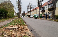 Pod jemiołą nie zawsze jest miło. Jak wspomóc miejskie drzewa?