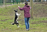 Spotkają się w parku Doglinka, żeby promować adopcję