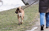 Straż Miejska a psie odchody