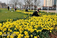 W weekend Żonkilowe Pola Nadziei