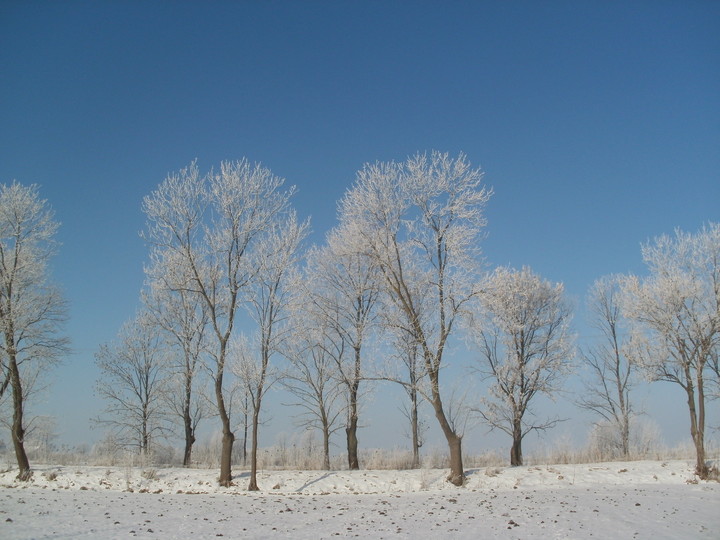 Żuławskie jesiony zimą (Luty 2011)
