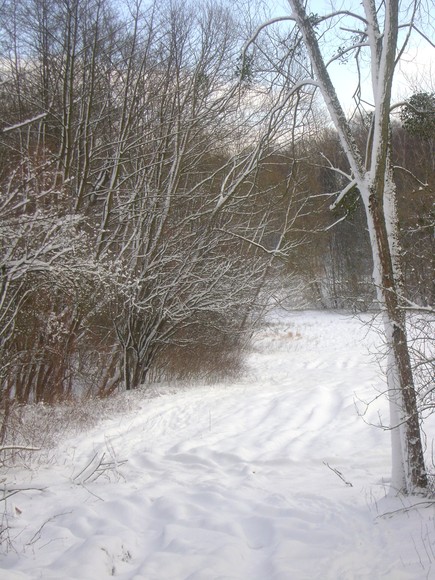 Park leśny Bażantarnia - pierwszy śnieg. (Styczeń 2012)