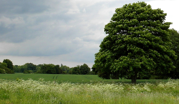 zielona modrzewina (Czerwiec 2012)