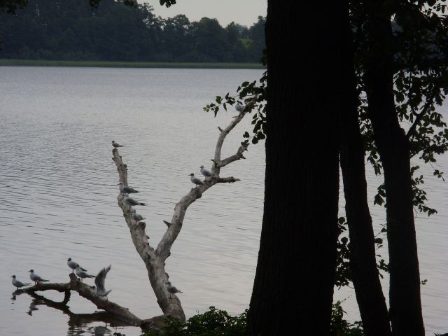 Uroki jeziora Narie w Kretowinach. (Listopad 2012)