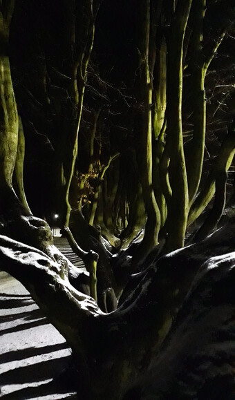 Fangorn Forest by Night