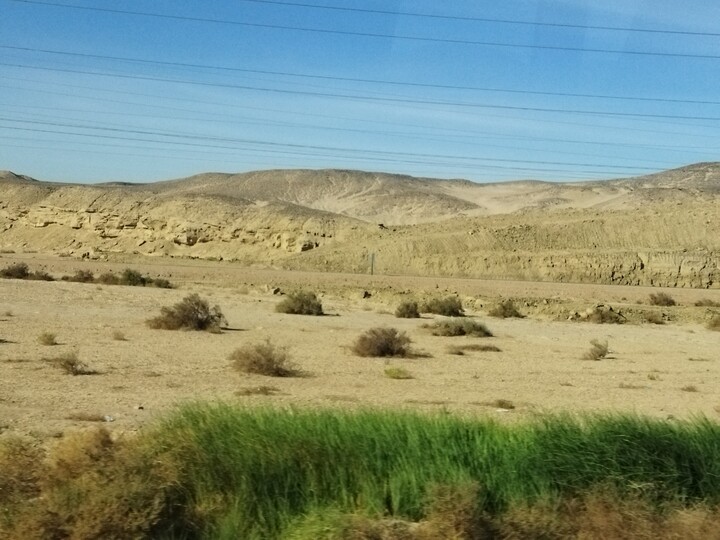 Zieleń na pustyni