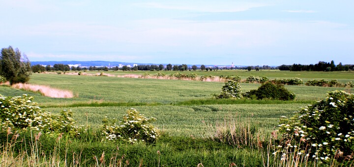 Żuławska panorama. (Czerwiec 2024)