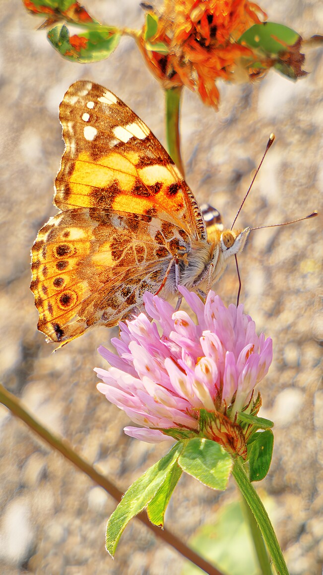 Motyl