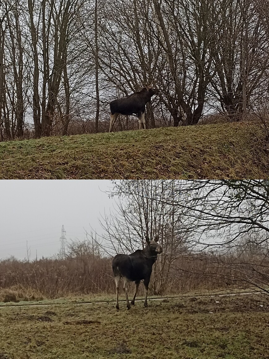 Elbląskie "koziołki"