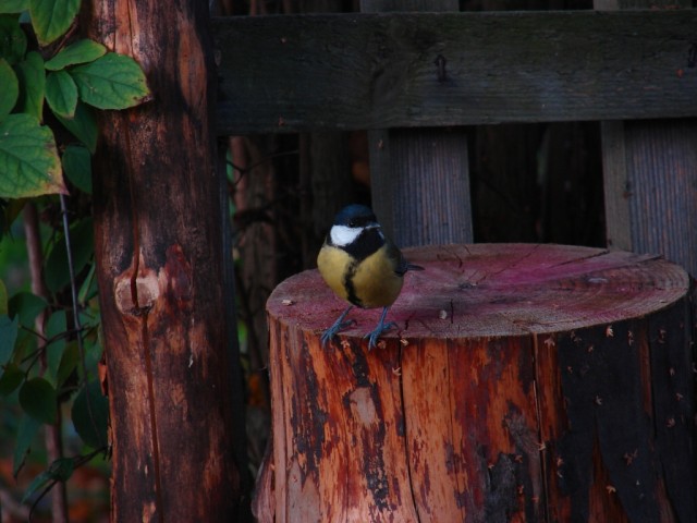 Sikorka... (Październik 2006)