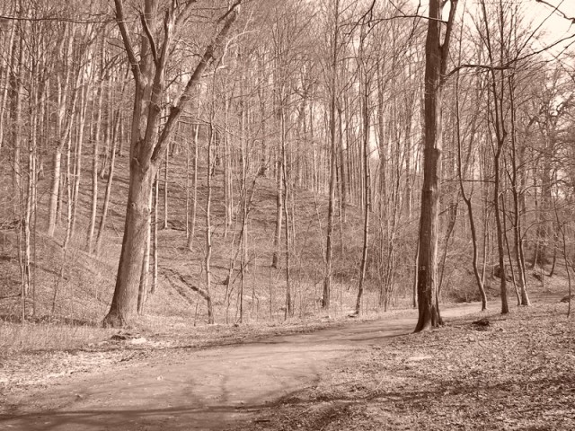 Las się budzi (Kwiecień 2008)