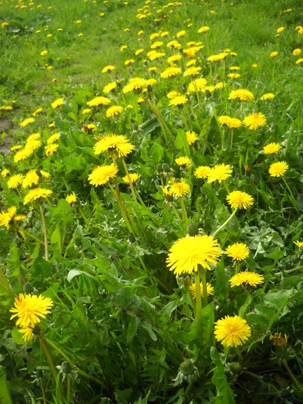 czerwcowe kwiaty... (Czerwiec 2010)