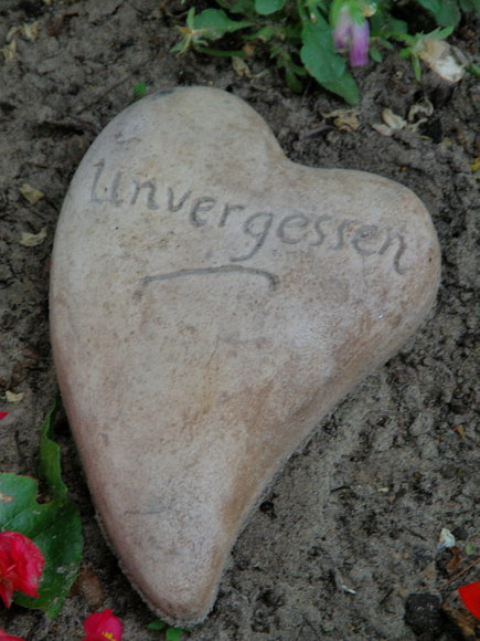 niezapominajka na cmentarzu w Jegłowniku (Sierpień 2010)