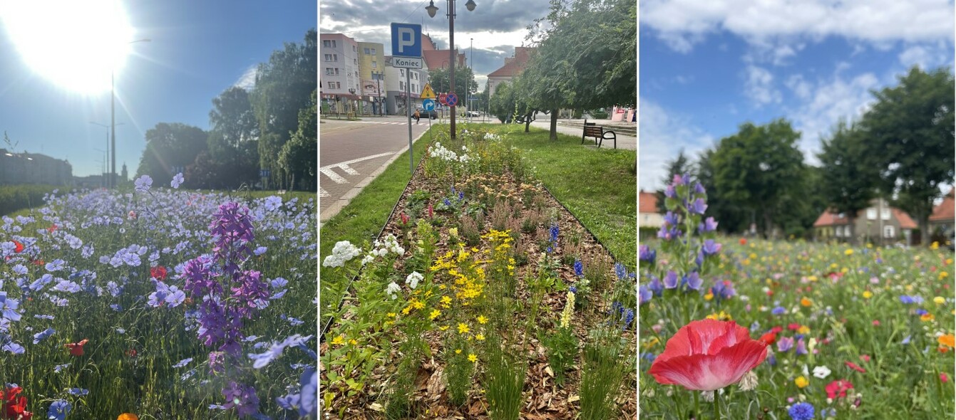 Elbląg, Plebiscyt Flower Power - końcowe odliczanie