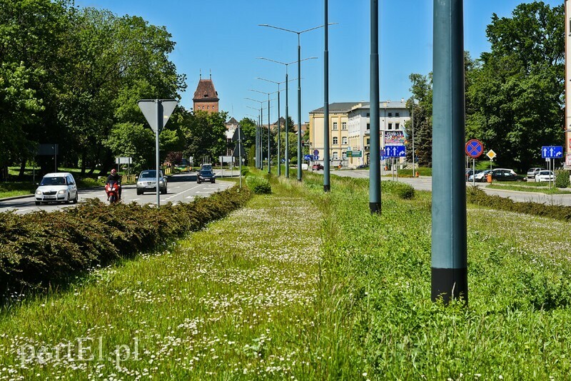 Elbląg, Zielony Budżet Elbląga 2021. Rozpoczynamy głosowanie!