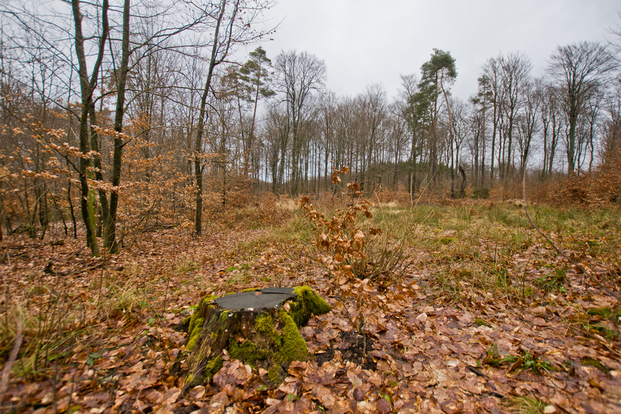 Elbląg, Były, nie ma, będą drzewa (Do lasu z portElem, odc. 7)