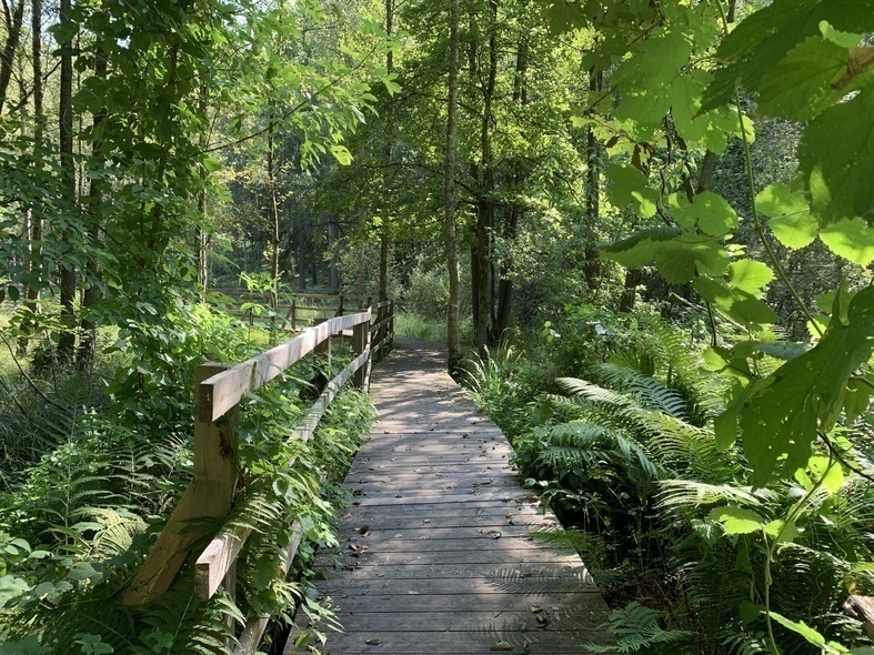 Elbląg, Leśne Arboretum Warmii i Mazur  (Na spacer z portEl.pl, odc. 17)