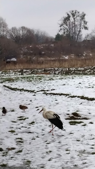 Elbląg, Tolkmicki zimowy rezydent