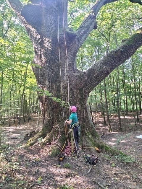 Elbląg, Arborysta wspina się na dąb Hoggo