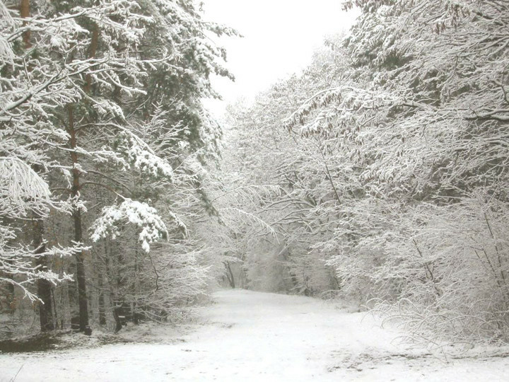 Elbląg, Planują wydać 13 milionów na prace leśne