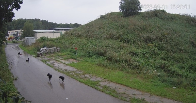 Elbląg, Dzikie psy wałęsają się m.in. po terenie Zakłady Utylizacji Odpadów,  co widać na nagraniach z monitoringu ZUO z września 2023 r..