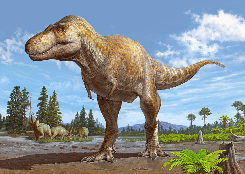 Elbląg, Tyranosaurus mcraeensis. Autor ilustracji: Sergey Krasowskiy