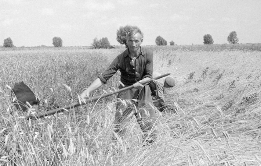 Elbląg, Żniwa na Żuławach, 1949 rok