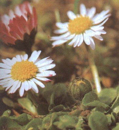Elbląg, Kwiaty wiosny dla zdrowia i urody (2)