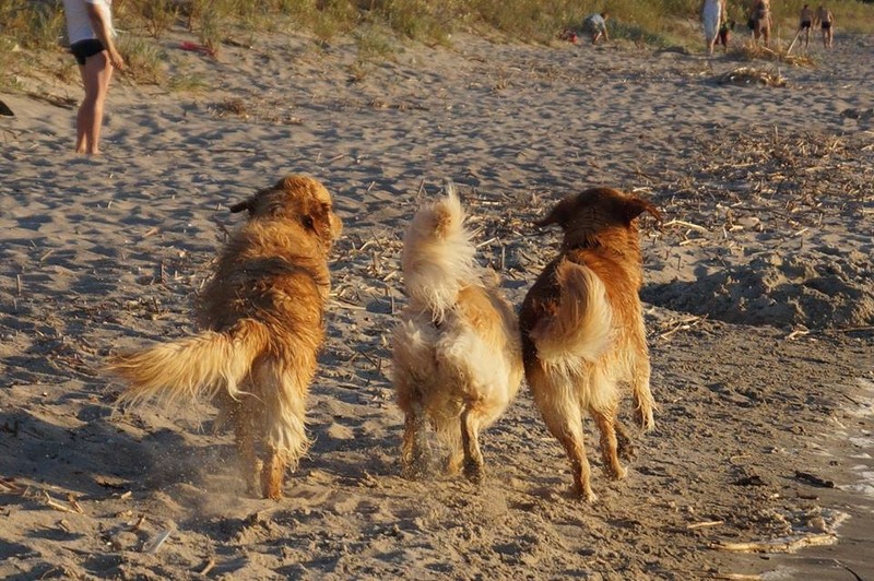 Elbląg, Na wielu plażach można spacerować z psami