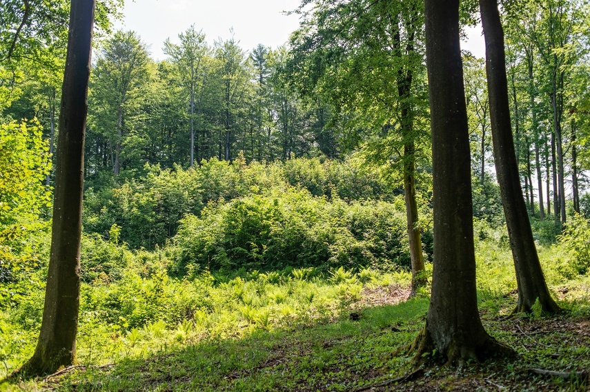 Elbląg, Las, drewno i kasa