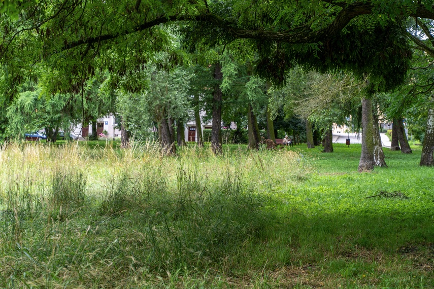 Elbląg, Park Kajki. Między innymi tutaj jest strefa rzadszego koszenia,