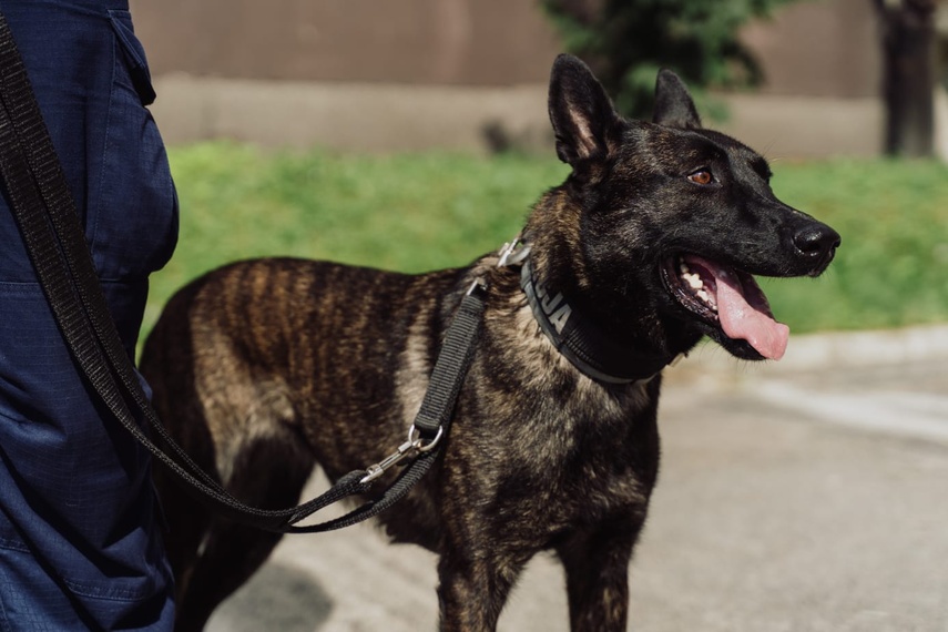 Elbląg, Paryska misja elbląskiego policjanta