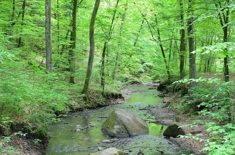 Elbląg, Bażantarnia.