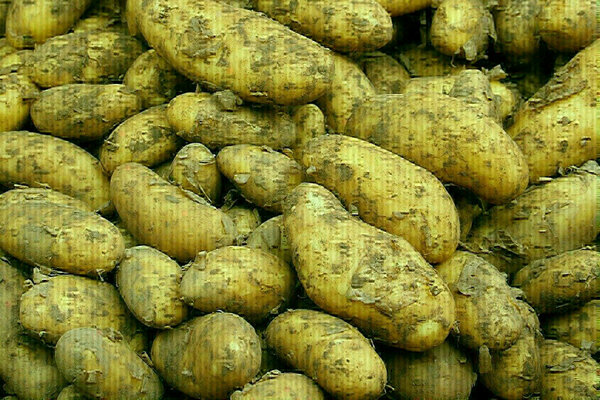 🥔 Ziemniaki MŁODE POLSKIE - tylko 2,40 zł/kg! 🚚 Dostawa na terenie Elbląga GRATIS! 🥔