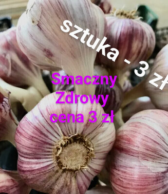 Elbląg Sprzedam czosnek Harnaś
ozimy  średni po 1.8 zł sztuka   40 zł kg 
Eco 
Ładny zdrowy z własnej działki
Cena od