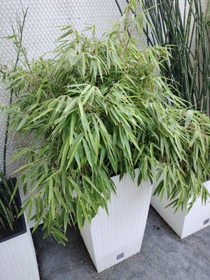 Elbląg Sprzedam Bambus zimujący FARGESIA Rdzawa RUFA. Roślina pięcioletnia, uprawiana w donicy Rato Polplast o