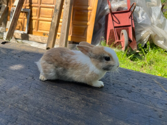 Elbląg Sprzedam króliki miniaturki 2.5 miesieczne jest to samiec i samica (rodzeństwo) Cena 60 za szt
