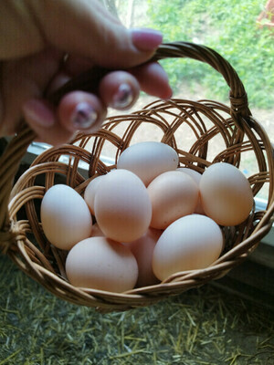 Elbląg Sprzedam świeże jajka wiejskie od młodych kurek z wolnego wybiegu, karmione zielonką oraz  mieszanką zbóż, bez
